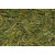 Anji White Tea (good)